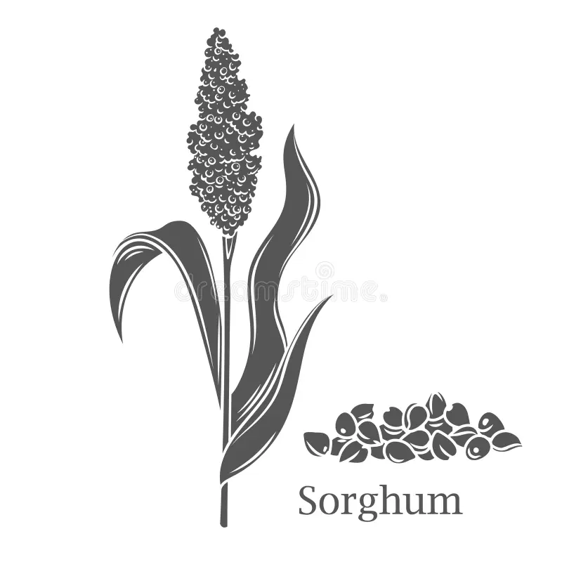 Sorgho